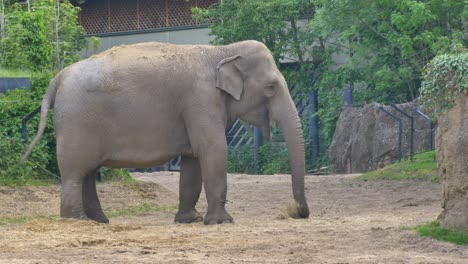 large elephant wraps grass hay feed from ground raising to mouth to eat in dublin zoo ireland