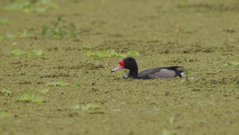 wild rosy-billed pochard, netta peposaca spotted swimming across the marshland full of pond scums, foraging for aquatic vegetations along the way at daytime