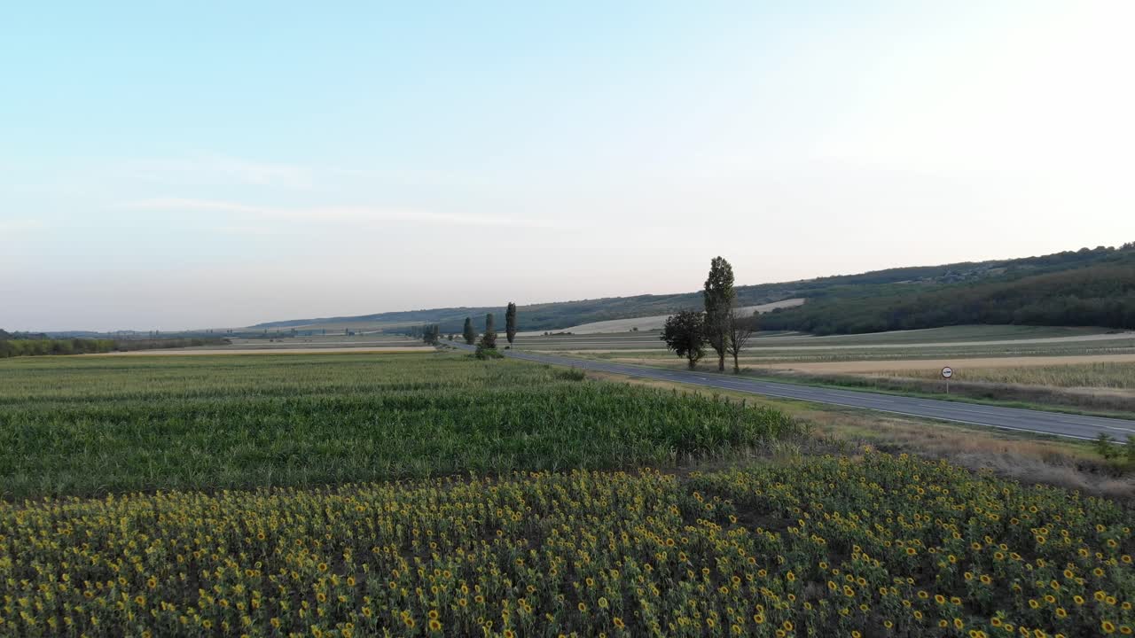 Fly Over Flower And Green Fields Towards Asphalt Road At The Countryside