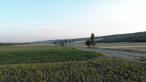 Volar-Sobre-Flores-Y-Campos-Verdes-Hacia-La-Carretera-Asfaltada-En-El-Campo