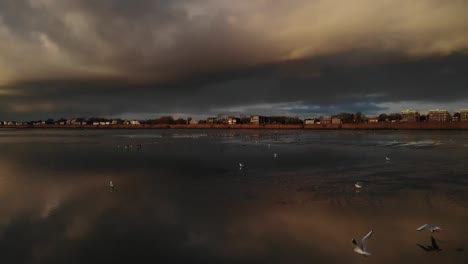 seabirds on calm sea with cityscape in background under cloudy sky