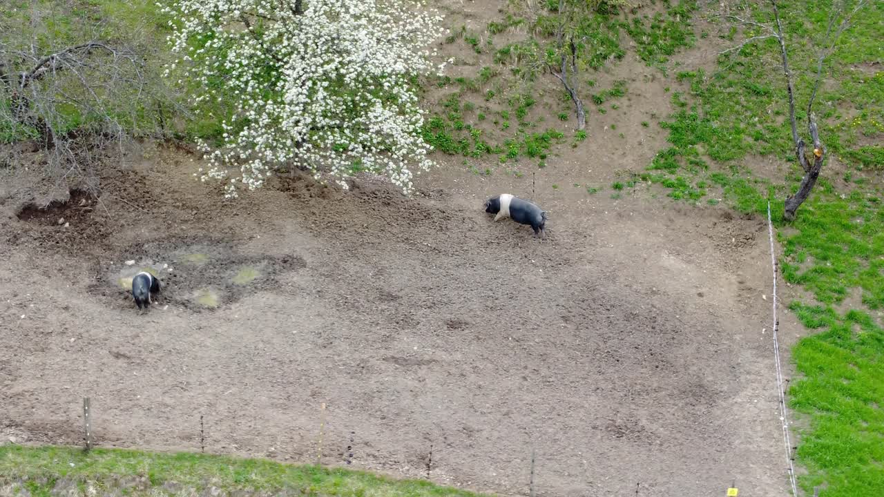 울타리 안에 자생하는 슬로베니아 돼지