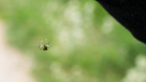 close up shot of a very tiny green spider hanging on a small thread in slow motion