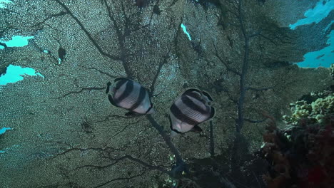 a large fan coral sways gently in the current against a beautiful blue ocean backdrop