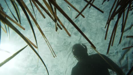 citizen scientist conducting marine research while snorkelling a seagrass ecosystem