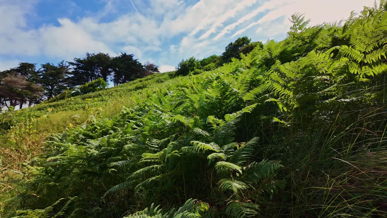 Green Hill with Ferns and Trees under a Blue Sky
