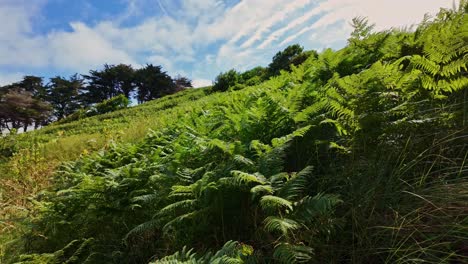 green hill with ferns and trees under a blue sky