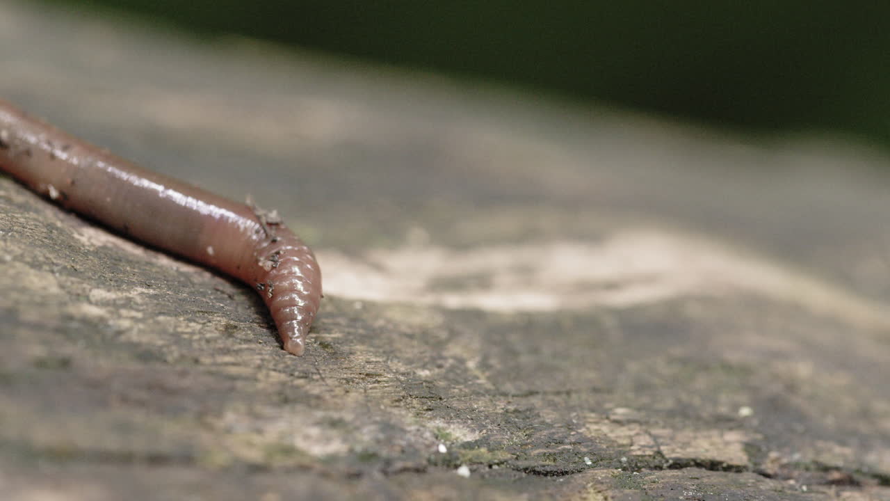 로그에서 미끄러지는 벌레의 매크로 샷