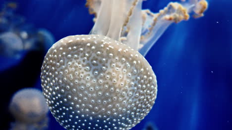 spotted jellyfish swimming, underwater shot, soft lighting, peaceful blue scene