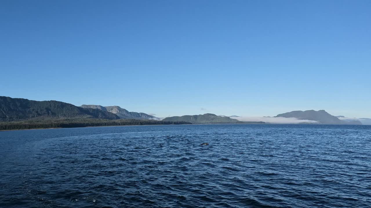 spasski bay 근처의 알래스카에서 떠오른 혹등고래