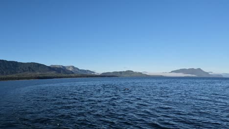 humpback whales surfacing in alaska near spasski bay