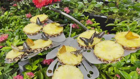 Primer-Plano-De-Un-Grupo-De-Mariposas-Sentadas-En-Rodajas-De-Piña-Recién-Cortadas-Rodeadas-De-Coloridas-Flores-Durante-El-Día