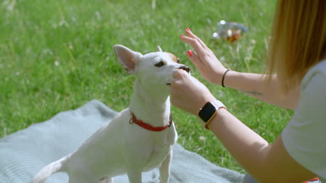 dog performing tricks in a park