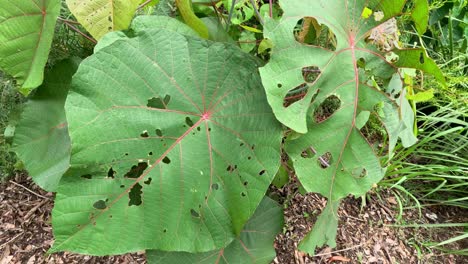 sequence showing increasing leaf damage