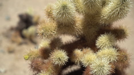 yucca brevifolia alias joshua tree, de cerca
