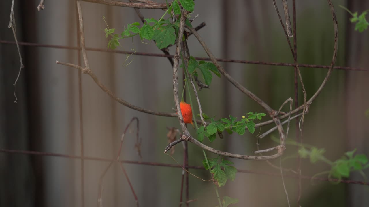 포도나무에 익은 케랄라의 훌륭한 닝  케랄라 러시 케랄라 진한 멜론 식물 케랄라와 함께 포도에 매달려 허브 건강한 차를 만드는 데 사용됩니다.