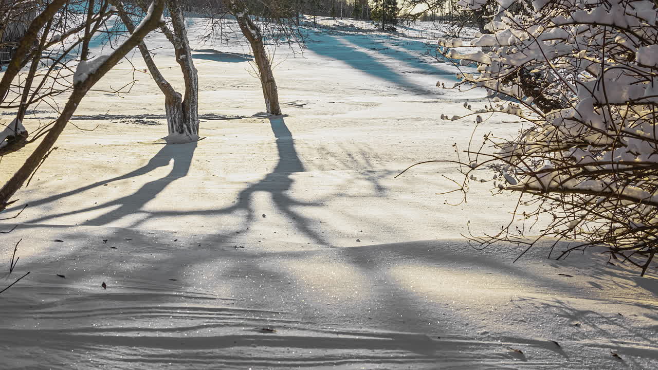 일몰 동안 숲의 겨울 땅에 그림자