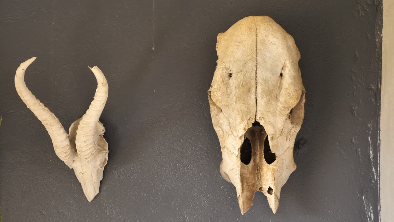 어두운 벽에 소와 봄벅 스컬