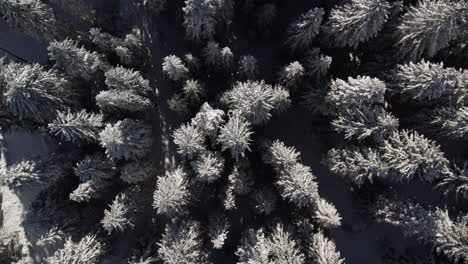 Vista-Aérea-De-Un-Bosque-De-Invierno-En-Un-Día-Soleado