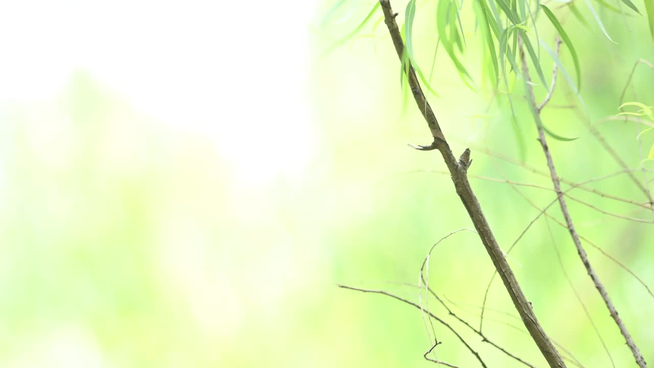 메가키로프테라 과일 박 ⁇ 는 나무에서 날아갈 것입니다.