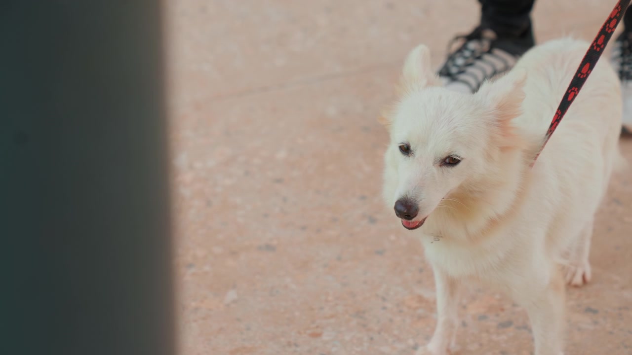 White dog standing on pavement near feet, alert white dog pauses on concrete walkway with leash taut, owner sneakers visible, cautious gaze to side, soft urban shadows and close framing highlight fur