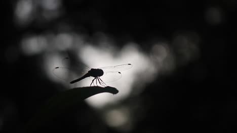 silhouette of dragonfly resting on leaf in wilderness during sunset,close up shot