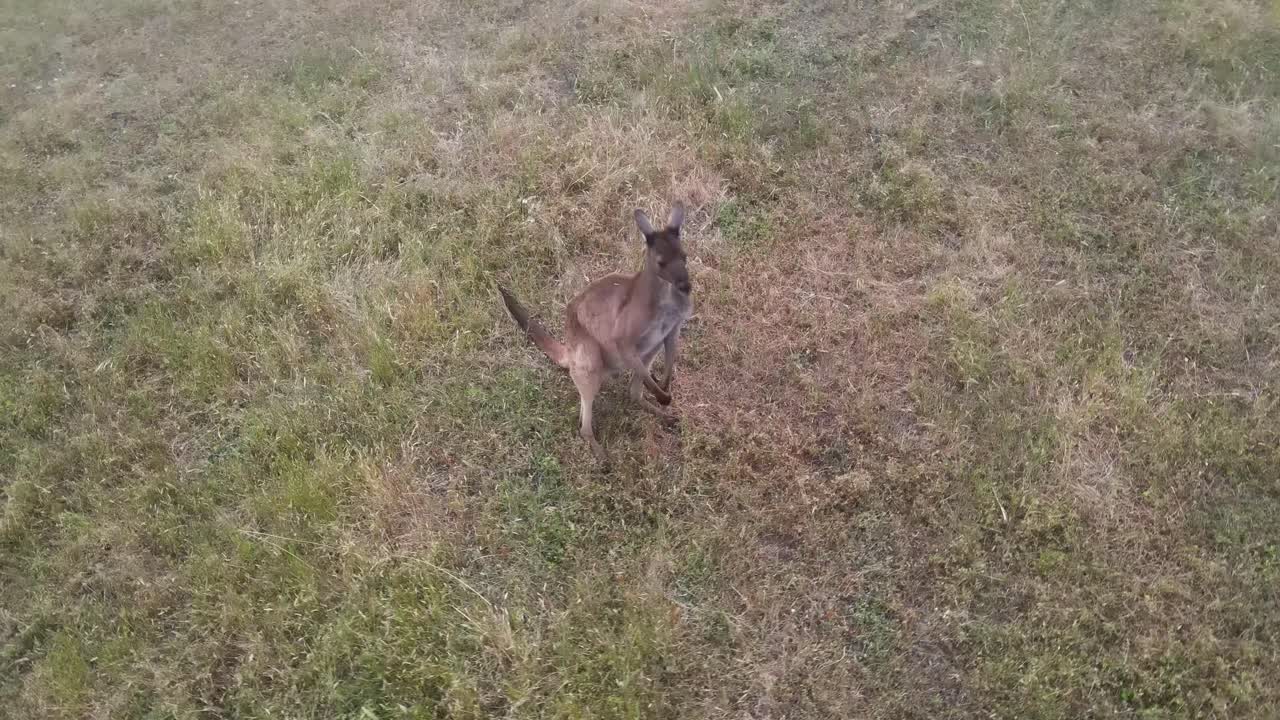 toma aérea en órbita que muestra un puesto de canguro y luego salta sobre una pradera salvaje