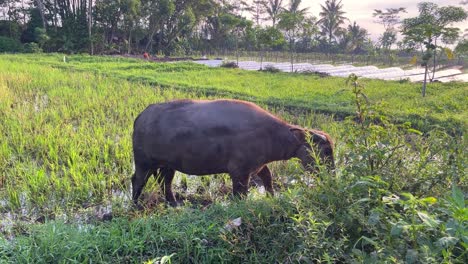 buffalo are eating in the rice fields after being harvested