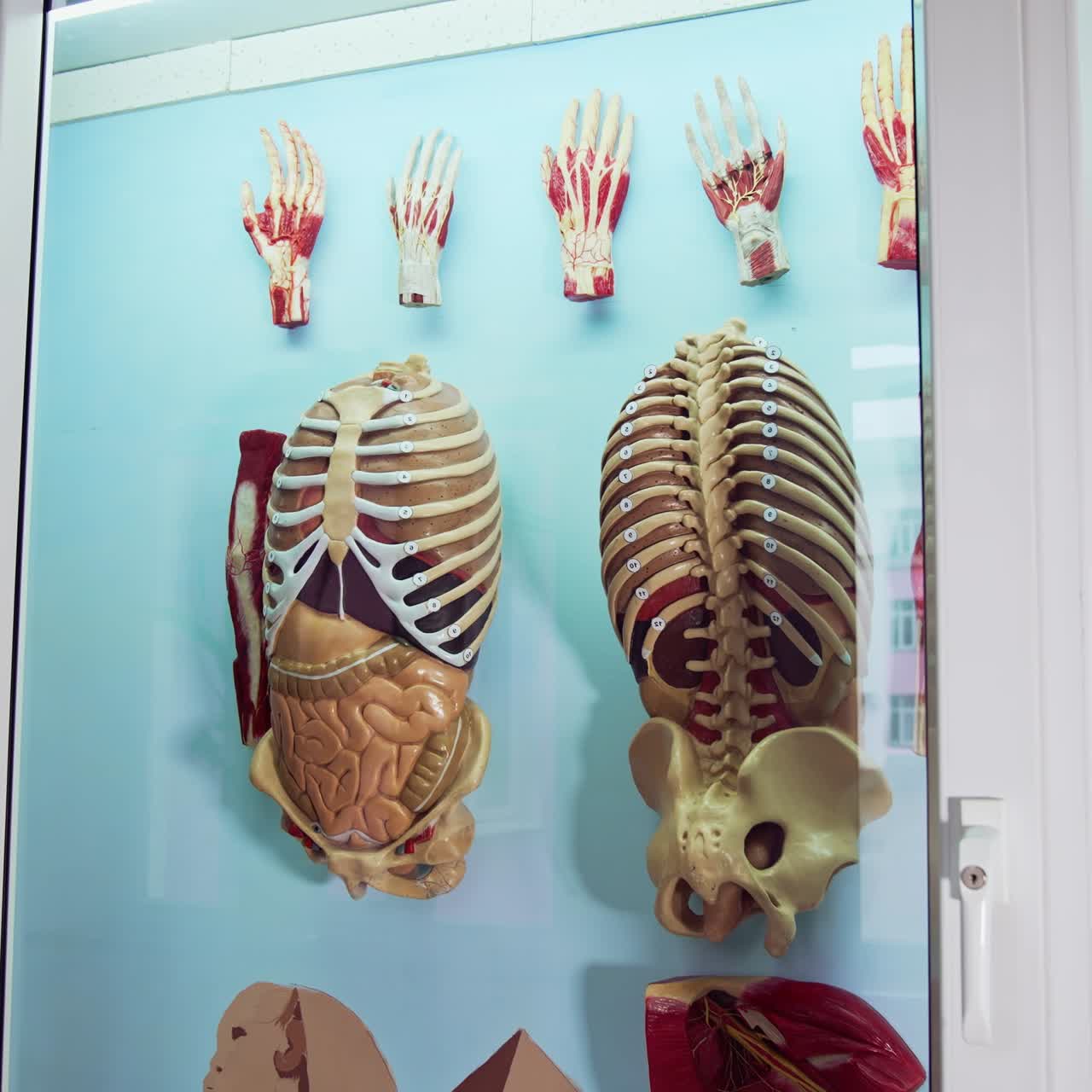 Anatomy model in museum. Anatomical model of human body in museum