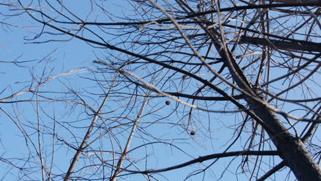 ramas de árboles desnudas contra un cielo azul