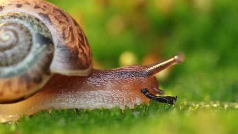 Close-up of a snail slowly creeping in the sunset sunlight.