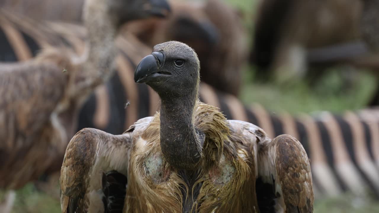 Closeup of a white-backed vulture's head while more vultures are feeding on a zebra kill in the blurred background, Mashatu Game Reserve