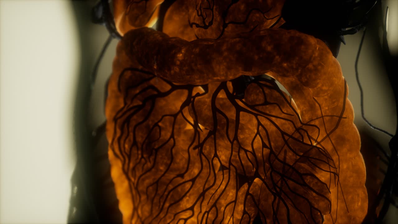 resonancia magnética de contraste de los órganos del cuerpo humano