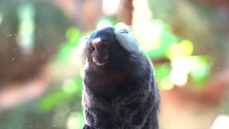 The-small-and-curious-marmoset,-a-tiny-primate,-perches-at-the-dirty-glass-window-of-its-confined-zoo-enclosure,-intently-watching-visitors-pass-by,-close-up-shot