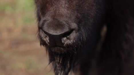 bison nose closeup slow motion