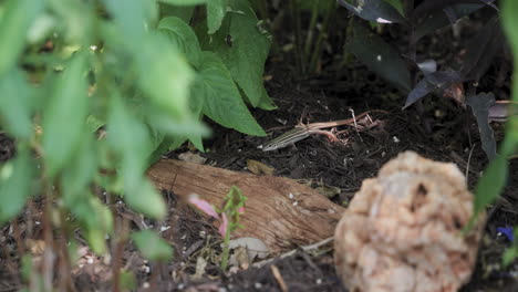 a whiptail lizard walking around a home garden