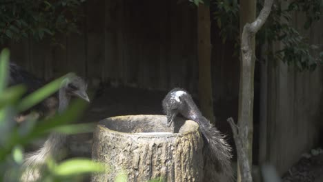 dos pájaros emú alimentándose en el zoológico de singapur