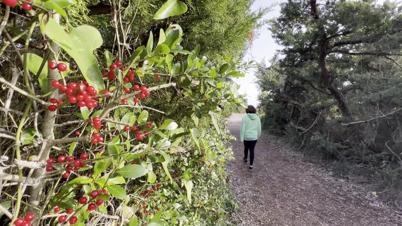 노스캐롤라이나주 보퍼트 노스캐롤라이나 근처 해변 산책로에서 홀리와 붉은 열매를 따라 길을 걷는 여성