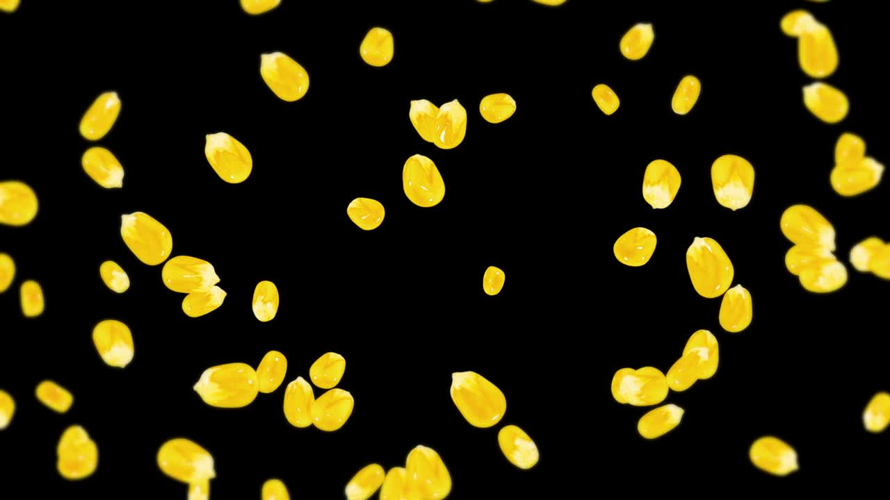 검은색 바탕에 많은 옥수수 어리를 날려. 노란색 달한 옥수스 씨. 채식주의자. 건강한 음식. 옥수수가 회전하는 3d 루프 애니메이션.