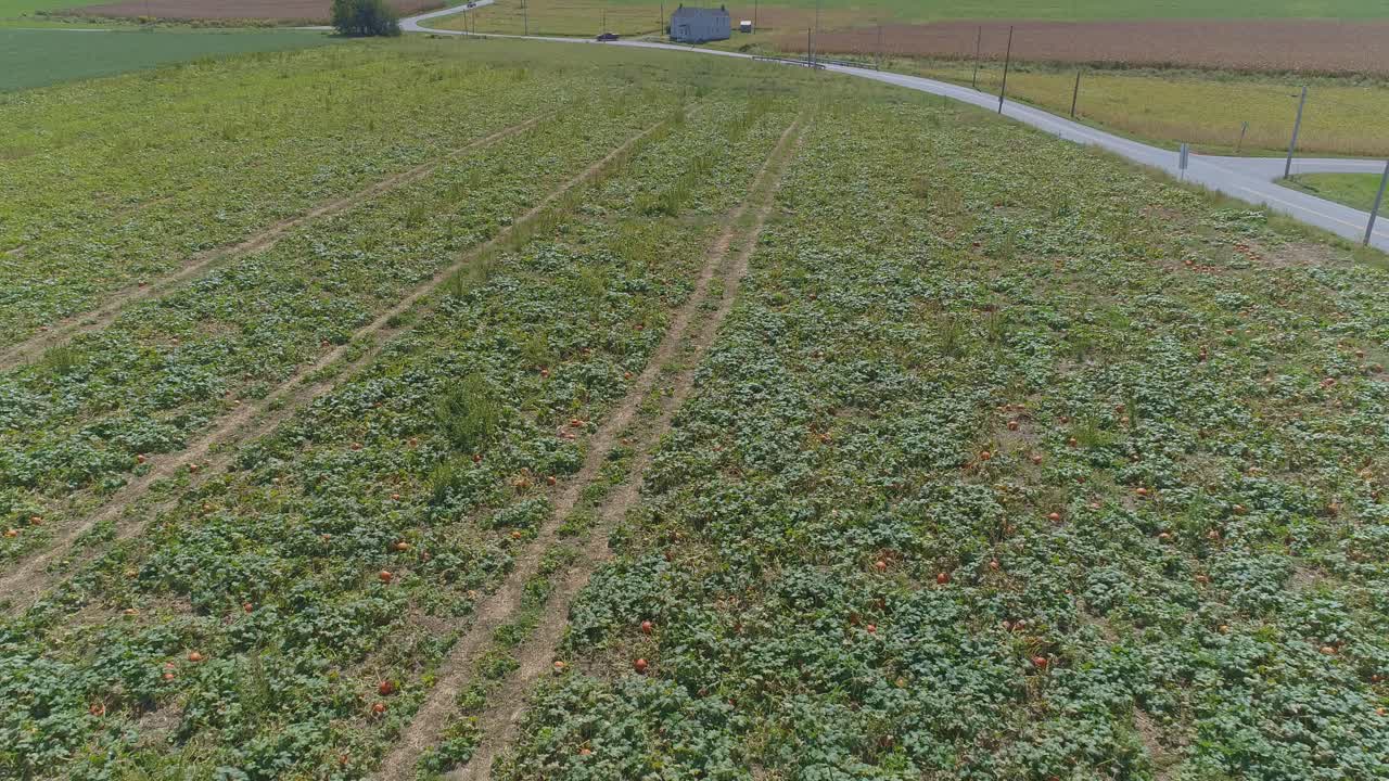 una vista aérea de cerca de las tierras de cultivo amish y el campo con campos de calabaza en un día soleado de verano
