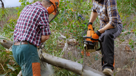 two lumberjacks with chainsaw cutting fallen tree 4k
