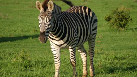 Zebra-walking-on-grassland-at-sunset-in-slow-motion,-Africa