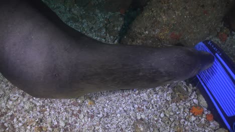 Seelöwe-Spielt-Mit-Taucherflosse-Im-Meer-Von-Cortez