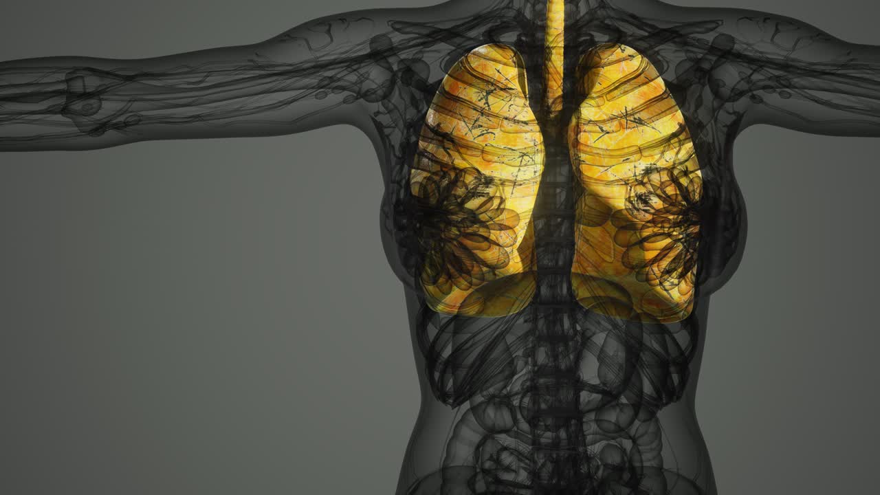 인간 폐의 과학 해부학 스캔