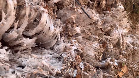 frozen water and soil formations sticking out of the ground in the woods