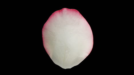 close-up of a flower petal