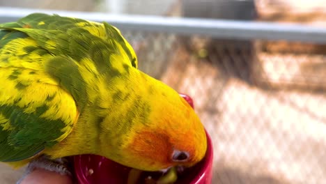 el sol conure comiendo de una taza en bangkok