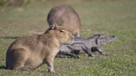 capybaras and yacare caiman in the fields basking under the sun. - static, rack focus, shot