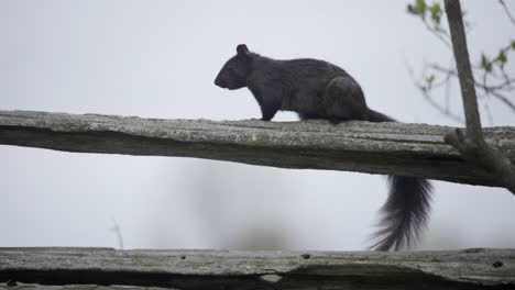 a black squirrel running on a farm fence in slow motion in ontario, canada