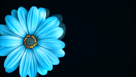 flor azul vibrante sobre un fondo negro